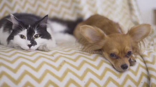 Dog Dad Gift - Pet Portrait Keychain - Dog Keychain Custom - Pet Memorial Personalized Gift - Custom Dog Memorial Keychain for Him