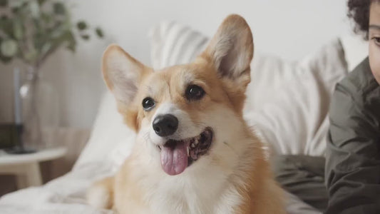 Pet Necklace For Women - Engraved Dog Cat Photo Necklace - Pet Memorial Necklace Gifts for Dog Mom - Pet Portrait Necklace with Birthstone